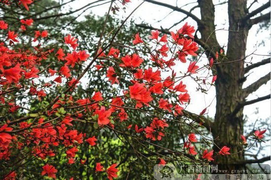 杜鹃花花枝招展，静待宾客。通讯员