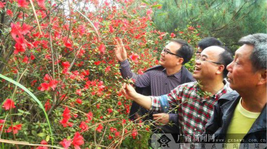 三月赏花正当时。广西新闻网记者