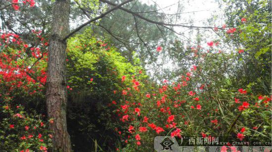 花舞人间，花开浪漫。广西新闻网记者