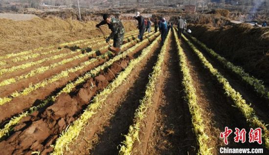 兰州种植韭黄已有数百年历史，“兰州韭黄”，以其茎粗叶壮，色纯黄透亮，味道鲜美而被誉为“韭黄之首”。　杨艳敏 摄