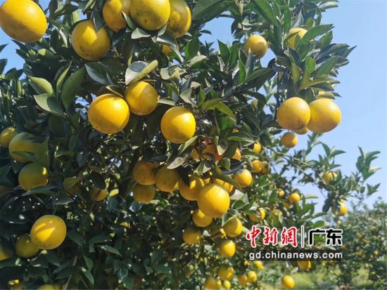图为广东博罗县杨村镇首届柑桔文化节现场 李巧珍 摄 